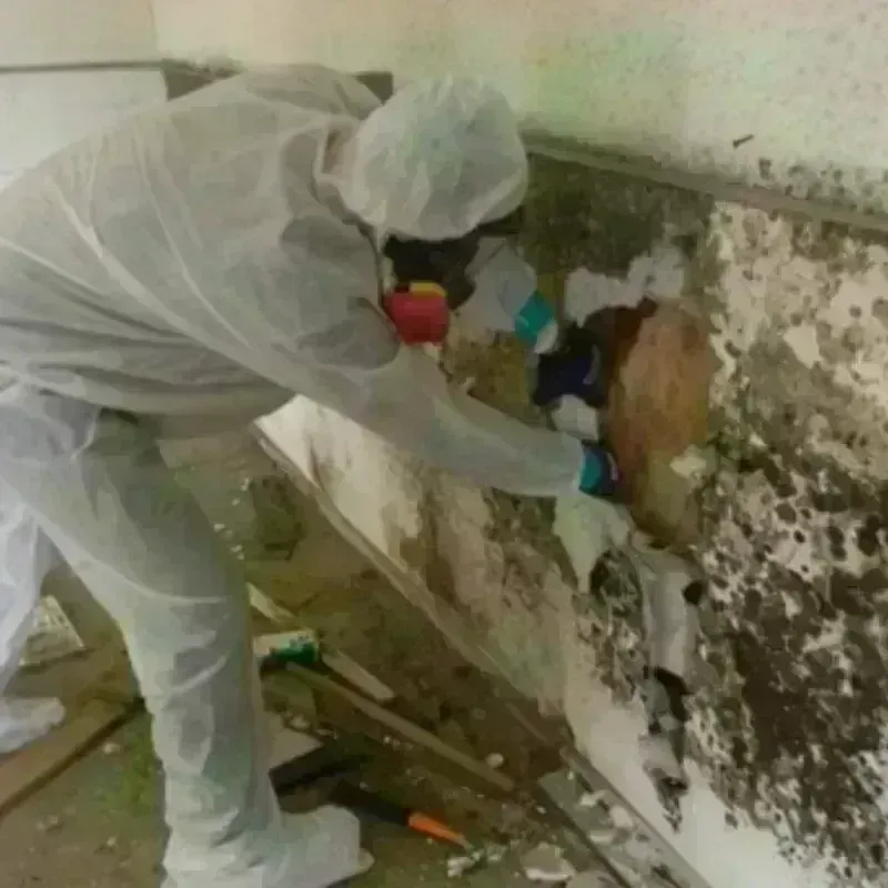 Mold Remediation and Removal in East Lexington, VA